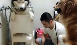 网友爆料狗狗被扎死了视频,无辜生命被残忍扎死